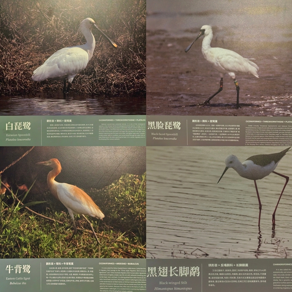 “解碼候鳥(niǎo)遷徙 守護(hù)生命航道”閩都科普研學(xué)行成功舉辦